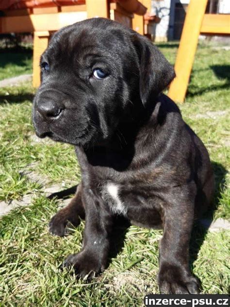 Bandog inzerce, štěňata na prodej